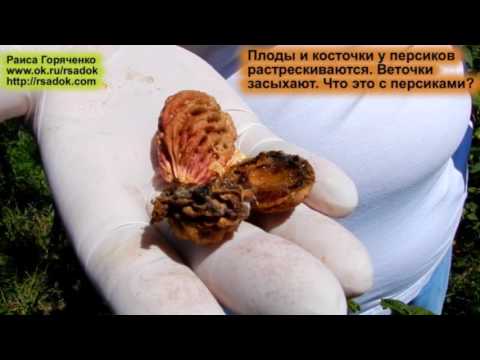 Видео: Плоды и косточки у персиков растрескиваются. Веточки засыхают. Что это с персиками?