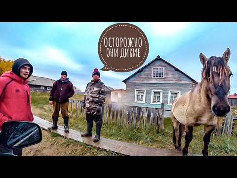 Видео: КОЛЬСКИЙ ШОКИРУЕТ. ДИКИЕ ЛОШАДИ. ПУСТЫНЯ В АРКТИКЕ. ТЕРСКИЙ БЕРЕГ