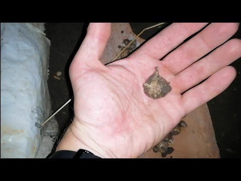 Видео: Свръхуспех с чесъна! Скилидчетата са ОГРОМНИ! 