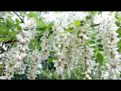 Видео: Я дякую Тобі, Великий Боже!