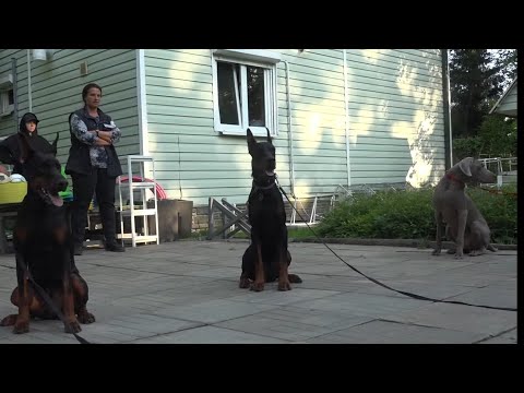 Видео: Догтренинг 637. Доберманы и веймаранер - контроль через аппортировку, выборку.