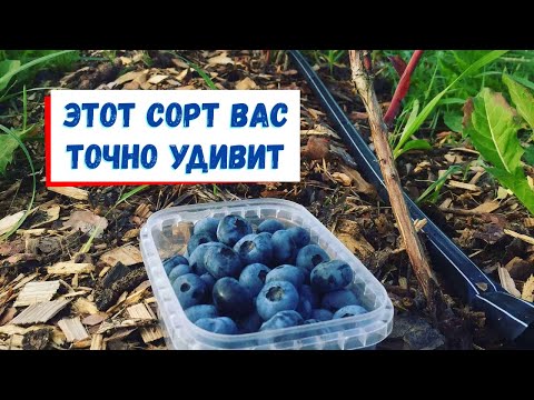 Видео: Самый мощный сорт голубики