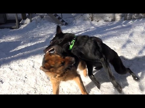 Видео: Когда собаки дерутся, что делать Выпуск 3