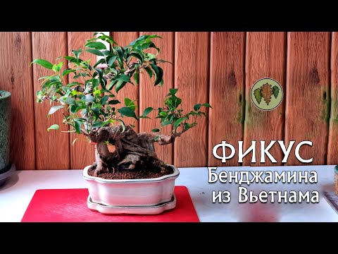 Видео: Фикус Бенджамина из Вьетнама, Сан Диен / посадка в горшок @Studio.Bonsai