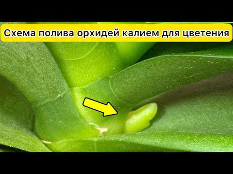 Видео: СХЕМА полив орхидей КАЛИЕМ для цветения Результат эксперимента монокалия фосфат и НВ-101 для орхидей