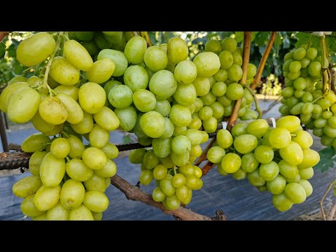 Видео: Ультраранні та ранні форми винограду. ( 2частина).