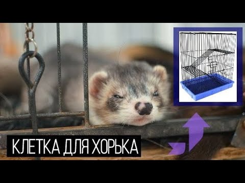 Видео: КЛЕТКА ДЛЯ ХОРЬКА ЧТО ДОЛЖНО БЫТЬ В КЛЕТКЕ
