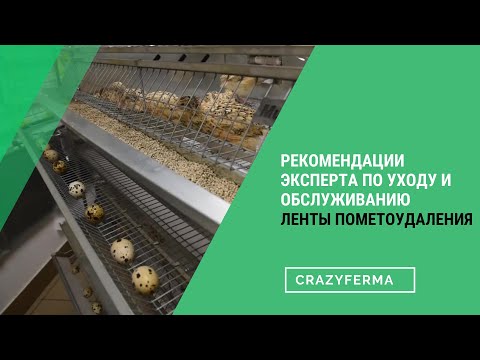 Видео: Лента пометоудаления – все, что нужно знать о ней.