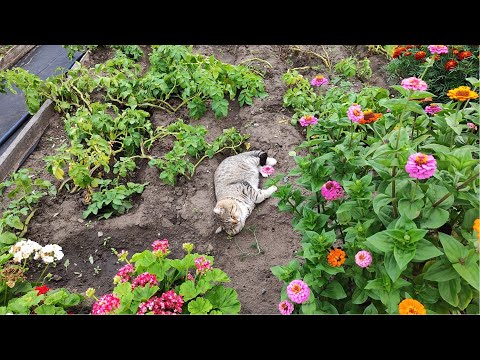 Видео: 22.08.25г. Vlog/Дача/Добыла кабачки-икре быть)