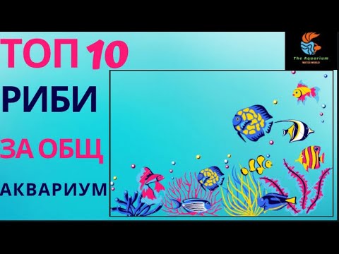 Видео: ТОП 10 ПОПУЛЯРНИ И ЛЕСНИ ЗА ОТГЛЕЖДАНЕ РИБИ ЗА ОБЩ АКВАРИУМ