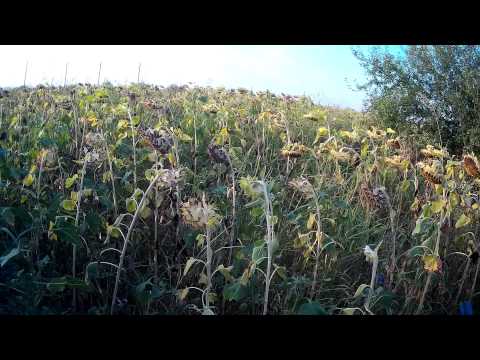 Видео: ЛОВ НА ГРИВЯК 7