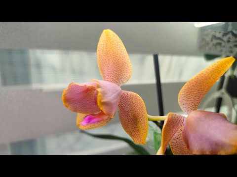 Видео: Освещение с умными розетками, новинки и прочие орхидейные новости. Сентябрь 2025