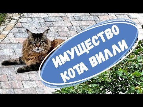 Видео: КОТ ВИЛЛИ и его ИМУЩЕСТВО