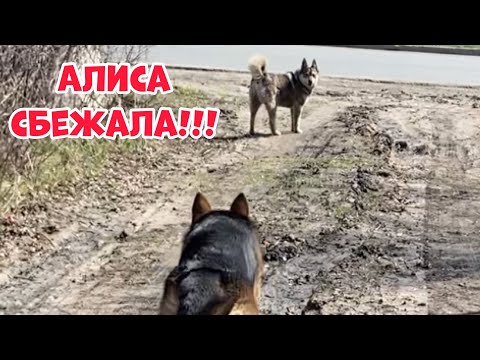 Видео: АЛИСА УБЕЖАЛА ЗА ВОЛКОМ | В лес с немецкими овчарками