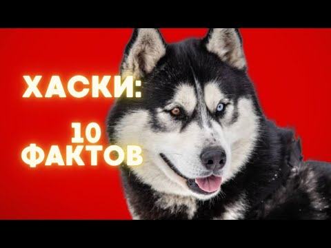 Видео: Хаски, 10 фактов