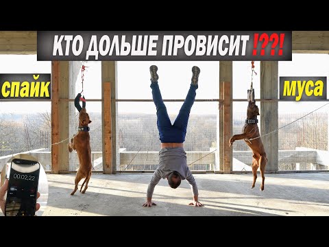 Видео: ПИТБУЛЬ СПАЙК VS МУСА. Кто дольше провисит на ухватке !? Два неуступчивых Питбуля, за звание лучшего