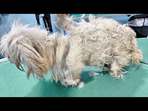 Видео: Его волосы были щитом… и они отделились целым куском