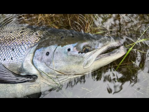 Видео: Варзина, Cliffhanger Pool и Filippov Outflow. Cёмга нахлыстом на Кольском полуострове