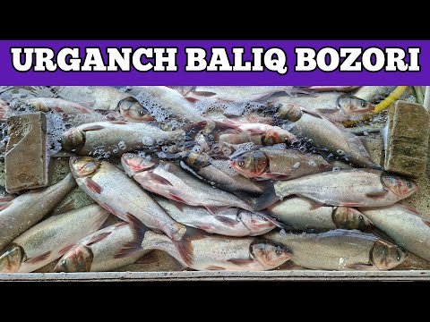 Видео: 🐟🐠 LAQQA BALIQLAR ARZONLADI | УРГАНЧ БАЛИК БОЗОРИ НАРХЛАРИ 9.10.2025
