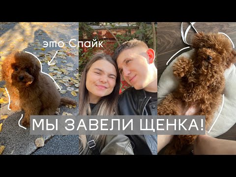 Видео: МЫ КУПИЛИ СОБАКУ | ТОЙ-ПУДЕЛЬ | ПОКУПКИ ДЛЯ ЩЕНКА | ПЕРВАЯ ПРОГУЛКА И НАША НОВАЯ ЖИЗНЬ