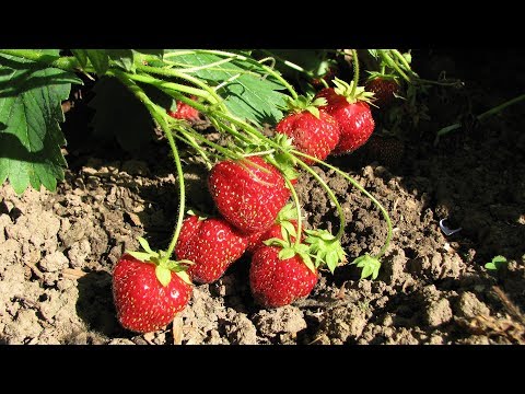 Видео: ТРИ КЛАССИЧЕСКИХ СПОСОБА РАЗМНОЖЕНИЯ  САДОВОЙ ЗЕМЛЯНИКИ, КЛУБНИКИ