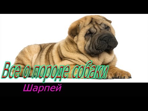 Видео: Шарпей собака! Полное описание о породе!