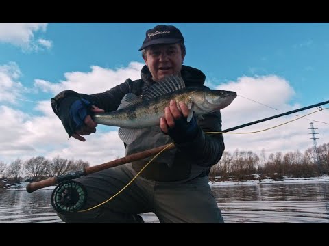 Видео: Судак нахлыстом ранней весной