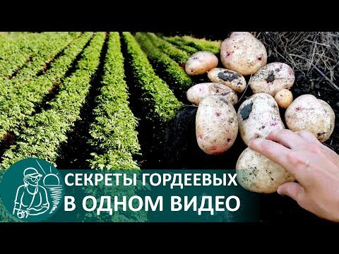 Видео: 🥔 Посадка картофеля в траншеях 🌿 Выращивание по технологии Гордеевых