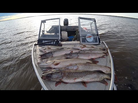 Видео: Рыбалка на трофейную щуку с приманками Minoga