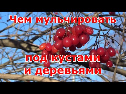 Видео: Чем мульчировать под кустарниками и деревьями. Облагораживаю насаждения с пользой и для души.