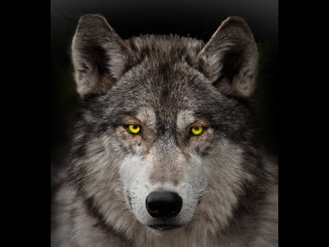 Видео: ОДИНОКИЙ ВОЛК. СТИХИ АНДРЕЯ ГРИГОРЬЕВА