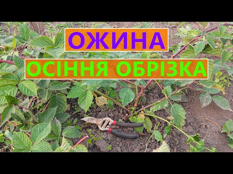 Видео: ОСІННЯ ✂️ ОБРІЗКА ОЖИНИ 🍇