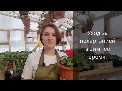 Видео: Уход за пеларгонией в зимнее время.