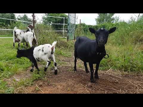 Видео: Кто такие камерунские козы, отличие от нигерийской, голландского гнома и пигмея