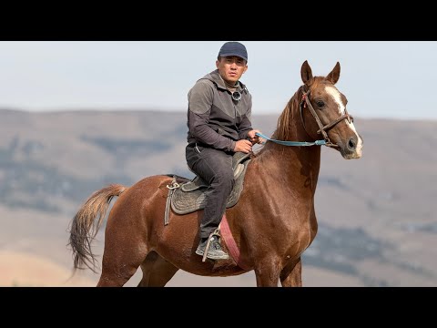 Видео: КҮЛҮК ЖЫЛКЫ  ЧЫКТЫ 💪🏻#байтв 