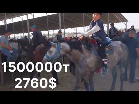 Видео: Тараз Малбазар Жылқы Horse Базарға Керемет Байтал келді 🐎