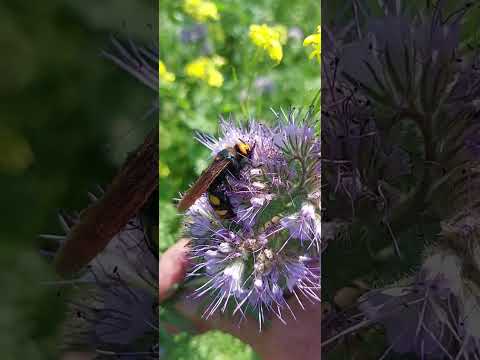 Видео: Куда делись пчёлы?