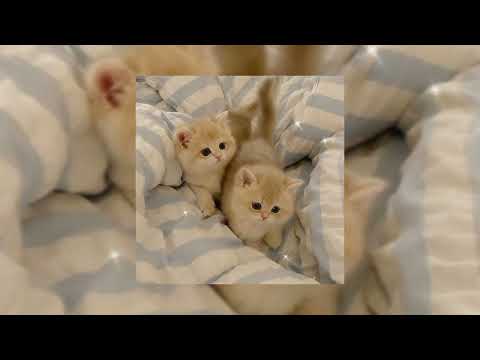 Видео: Время, Стекло ~ Я знаю где живет любовь (sped up)           #music #музыка
