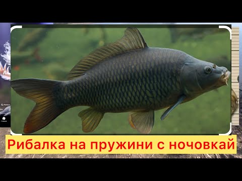 Видео: Как ловить карася пружини  🇺🇦💪🇺🇦 #fishing #карась #фідер #пружина #природа #водоём #спінінг#карп
