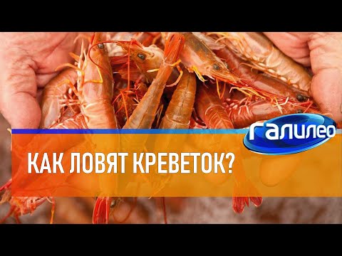 Видео: Галилео 🦐 Как ловят креветок?