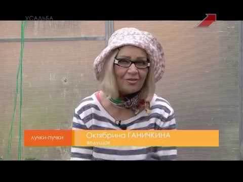 Видео: Лучки пучки.  Серия 263.  Уход за помидорами в теплице.