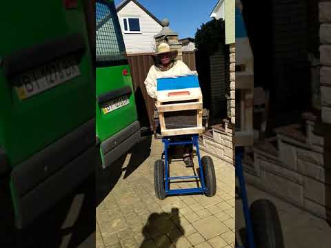 Видео: Самый правильный апидомик