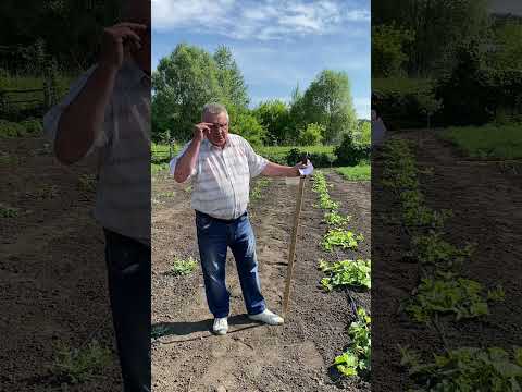 Видео: Возделывание бахчи по ТГВ в Пензенской области в 2021году.