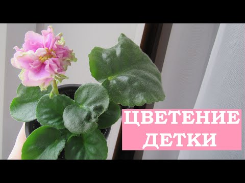 Видео: ДЕТКА ФИАЛКИ ЗАЦВЕЛА/ ЧТО ДЕЛАТЬ