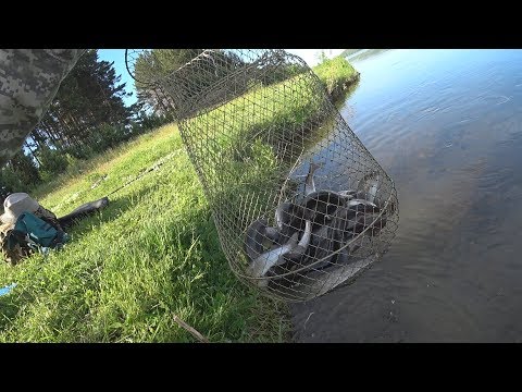 Видео: Захватывающая и успешная рыбалка на Енисее на хариуса. Клещи атакуют!!! Выезд очень удачный!