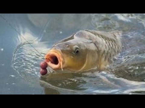 Видео: Как найти карпа на водоеме – пособие для новичков. Где обитает карп?