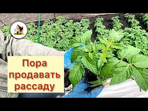 Видео: 13. Продажа рассады. 15 мая. Сборы на рынок. Видео с рынка.