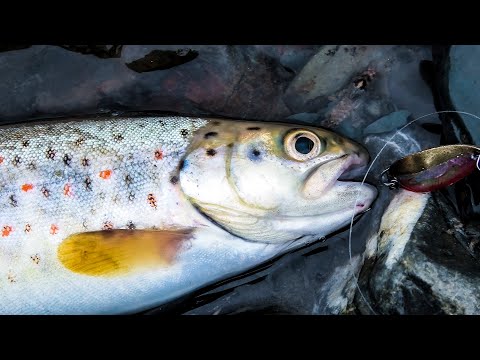 Видео: КАК ПОЙМАТЬ ФОРЕЛЬ В ГОРНОЙ РЕКЕ! РЫБАЛКА В КАРПАТАХ!