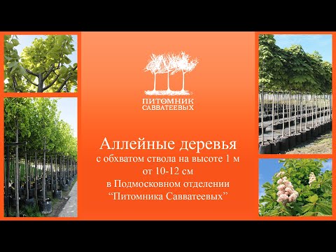 Видео: Аллейные деревья с обхватом ствола на высоте 1 м – от 10-12 см