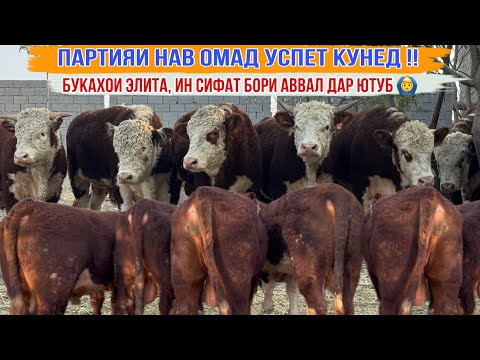 Видео: БУКАХОИ ЭЛИТА ОМАД ИН СИФАТ БОРИ АВВАЛ ДАР ЮТУБ УСПЕТ КУНЕД 10 ноября 2025 г.
